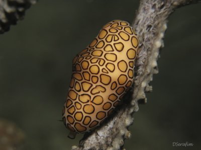 Cinturita
