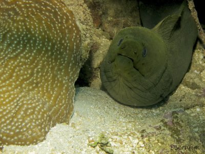 Moreia Verde