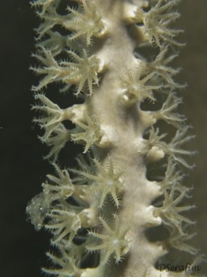 Octocoral