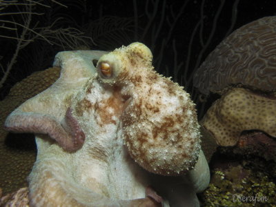Polvo