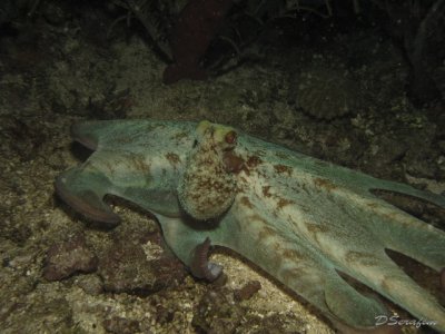 Polvo