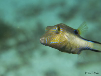 Puffer Fish