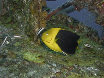 Tricolor