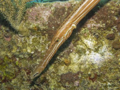 Trombeta