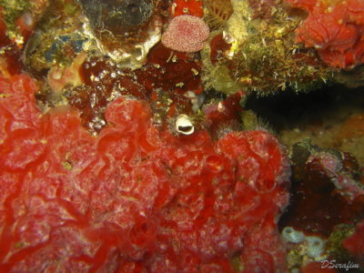 Corais e esponjas