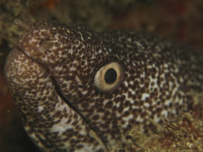 Moreia Pintada