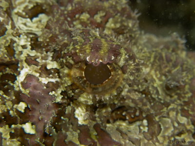 Peixe pedra