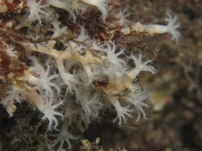 Octocoral