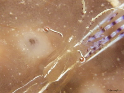 Olhos Curiosos