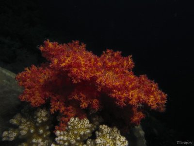 Coral Mole