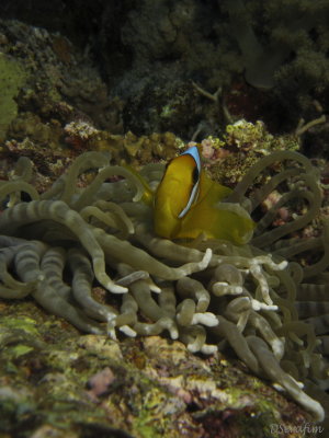 Peixe Palhao