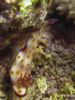 Nudibrnquio