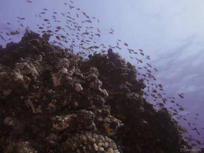 Muitos peixinhos
