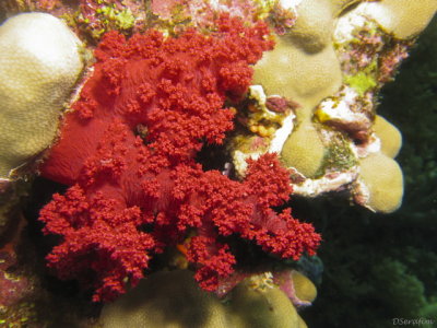 Coral Mole