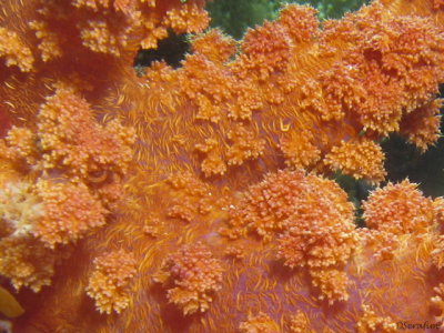 Mais coral mole - multicoloridos