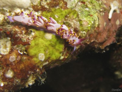Nudibrnquio