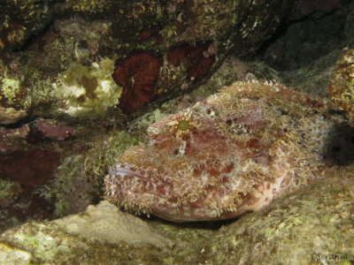 Peixe Pedra