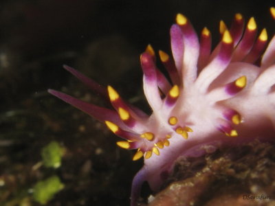 Close do Nudi