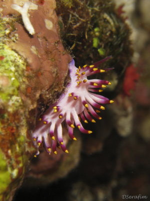Nudibrnquio - cores vivas