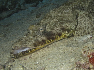 Peixe Crocodilo