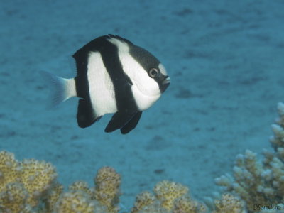 Donzela