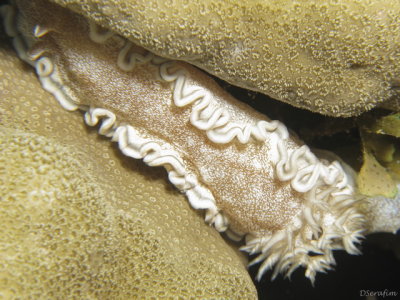 Nudibrnquio