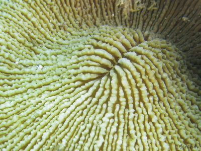 Coral - textura