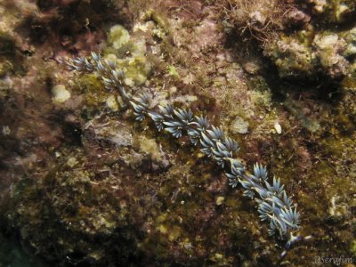 Nudibrnquio