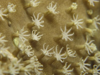 Coral - textura