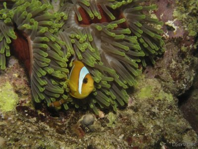 Fotos Sub: Saint John Reef
