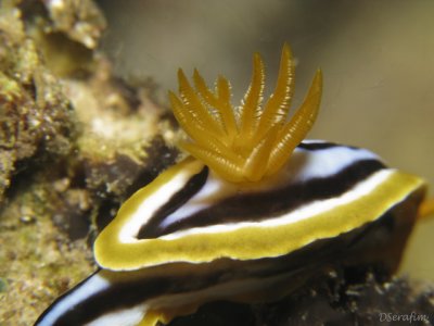 Nudi - brnquias