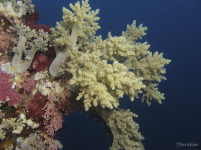 Coral Mole