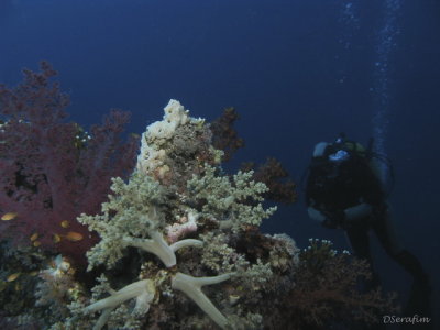 Coral Mole