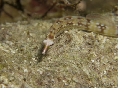 Pipe Fish