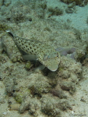Lagarto