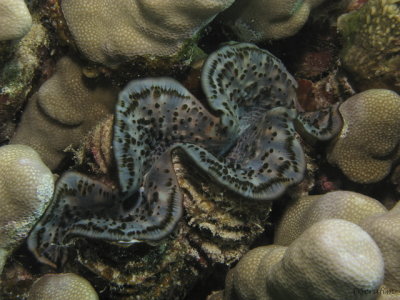 Tridacnea