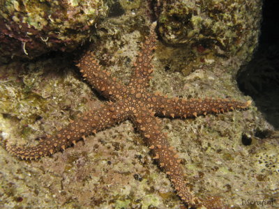 Estrela