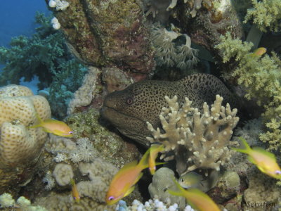 Moreia Pintada