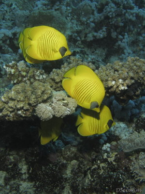 Fotos Sub: Saint John Reef