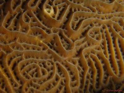 Textura de Coral