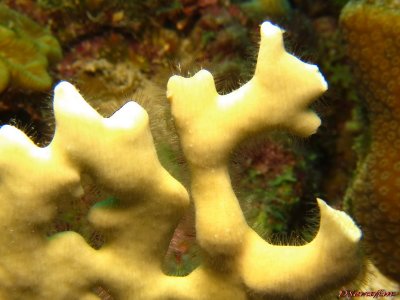 Coral de Fogo - detalhes