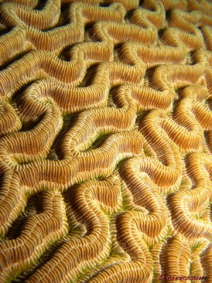 Textura de coral crebro