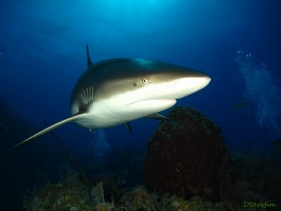 Caribean Reef Shark