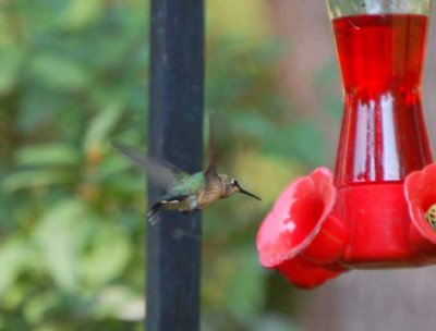 Buff-bellied Ruby-throated Hummingbird