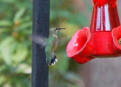 Ruby-throated Hummingbirds