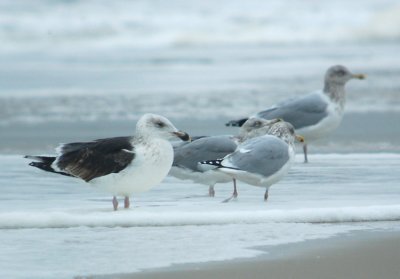 Great Black-backed Gull (third cycle) with Herring Gulls