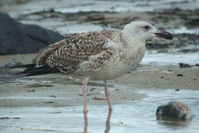 Great Black-backed Gull (second cycle)