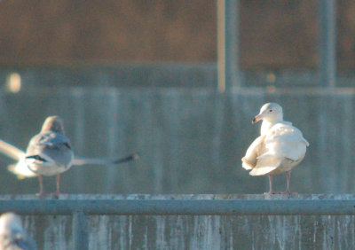 Glaucous Gull (second-cycle)