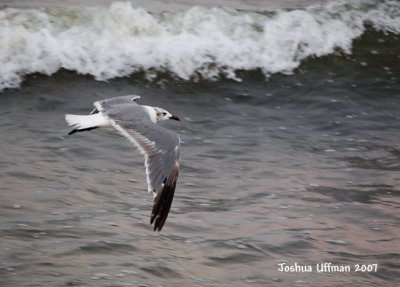 Laughing Gull