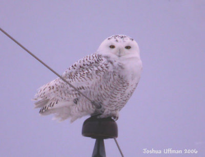 Snowy Owls